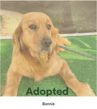 Illustration de l'article : Grâce à sa famille d’accueil, cette chienne Golden Retriever, sauvée du commerce de la viande, s’est littéralement transformée (vidéo)