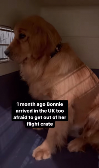 Illustration de l'article : Grâce à sa famille d’accueil, cette chienne Golden Retriever, sauvée du commerce de la viande, s’est littéralement transformée (vidéo)