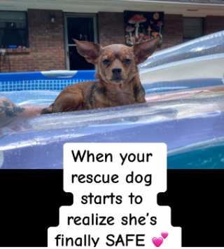 Illustration de l'article : La belle transformation d’une petite chienne Chihuahua très craintive, grâce à l’amour de sa nouvelle maîtresse (vidéo)