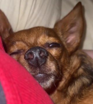 Illustration de l'article : La belle transformation d’une petite chienne Chihuahua très craintive, grâce à l’amour de sa nouvelle maîtresse (vidéo)