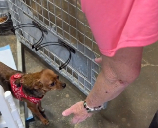 Illustration de l'article : La belle transformation d’une petite chienne Chihuahua très craintive, grâce à l’amour de sa nouvelle maîtresse (vidéo)