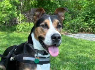 Illustration de l'article : Un propriétaire entend son chien hurler et constate avec effroi qu’il s’est fait mordre par un serpent à sonnette