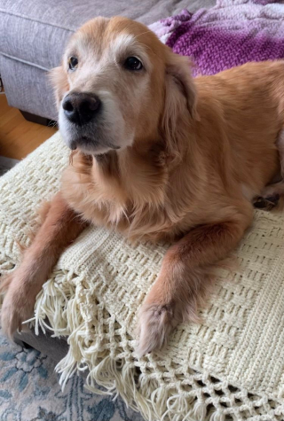 Illustration de l'article : Les bénévoles d’un refuge sont particulièrement touchés par l’abandon d’une chienne de 14 ans