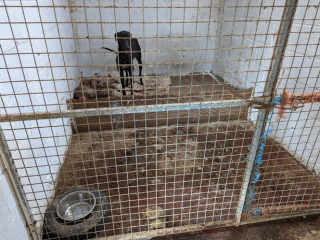 Illustration de l'article : L’histoire de Jet, ce Lévrier Anglais qui découvre enfin que la vie peut être remplie de joie et d’amour