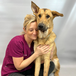 Illustration de l'article : Blessé gravement par balle, Magic le chien trouve enfin une famille aimante après 8 mois de soins