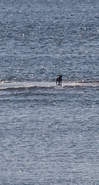 Illustration de l'article : Le courage et l'intervention rapide de deux paddleboarders sauvent la vie d'une chienne en détresse à marée haute