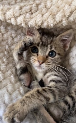 Illustration de l'article : Kaya, une chienne Samoyède qui prend son nouveau rôle très à cœur auprès de Bernard le chaton (vidéo)