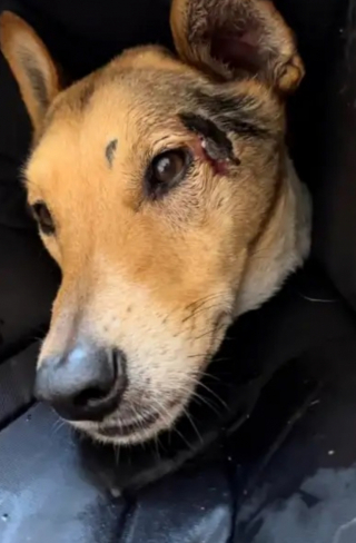 Illustration de l'article : Cet homme a passé 7 jours à dormir dans sa camionnette, au beau milieu de la forêt, afin de retrouver son croisé Berger Allemand disparu