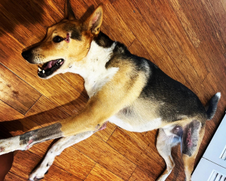 Illustration de l'article : Cet homme a passé 7 jours à dormir dans sa camionnette, au beau milieu de la forêt, afin de retrouver son croisé Berger Allemand disparu