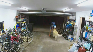 Illustration de l'article : Quand un Golden Retriever amical déjoue les plans d'un cambrioleur