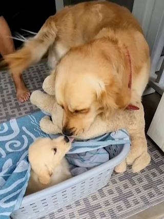Illustration de l'article : Ce Golden Retriever ne se sépare jamais de sa peluche mais une nouvelle rencontre pourrait lui faire perdre cette habitude 