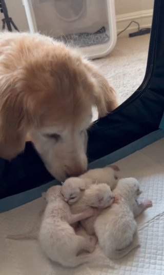 Illustration de l'article : Une chienne devient mère de substitution pour une portée de chatons