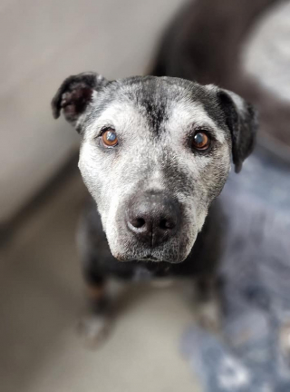 Illustration de l'article : Sous le regard ému de ses sauveteurs, ce chien de 15 ans quitte son refuge pour une belle vie (vidéo) 