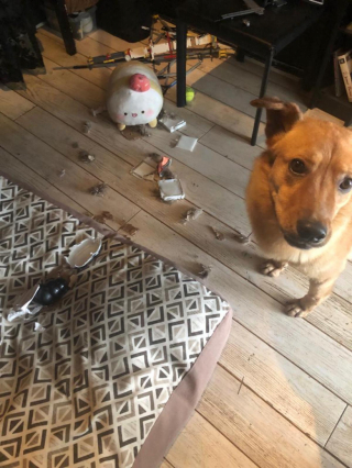 Illustration de l'article : Entre les bonnes mains de sa famille d’accueil, ce chien entame sereinement son long chemin vers la réhabilitation