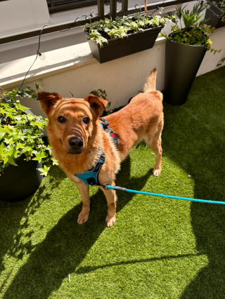 Illustration de l'article : Entre les bonnes mains de sa famille d’accueil, ce chien entame sereinement son long chemin vers la réhabilitation