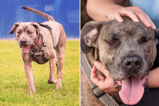 Illustration de l'article : 400 jours après son arrivée dans un refuge, ce chien commence à perdre espoir 