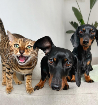 Illustration de l'article : Ces 2 Teckels prennent soin de leur sœur féline qui se remet d’une opération