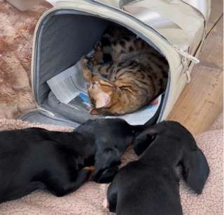 Illustration de l'article : Ces 2 Teckels prennent soin de leur sœur féline qui se remet d’une opération