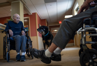 Illustration de l'article : Après avoir fugué 3 fois du refuge, Scout a fini par trouver son nouveau foyer pour la vie