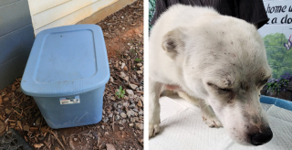 Illustration de l'article : Une petite chienne retrouvée devant un refuge dans une boîte en pleine vague de chaleur