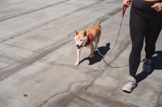 Illustration de l'article : Utiliser son smartphone en promenant son chien nuit à son bien-être mental et à sa sécurité