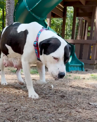 Illustration de l'article : Une bénévole offre un soin complet digne d’un spa à sa nouvelle invitée canine enceinte