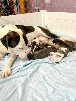 Illustration de l'article : Une bénévole offre un soin complet digne d’un spa à sa nouvelle invitée canine enceinte