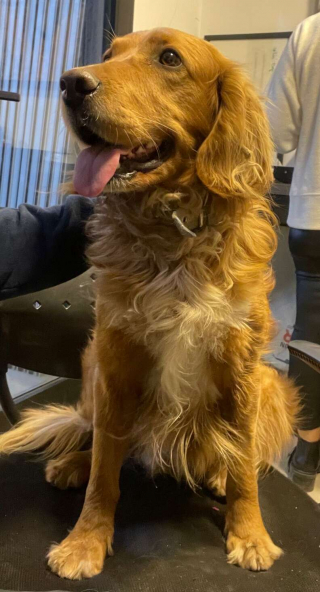 Illustration de l'article : Quand Apolo, un chien espiègle, prend les commandes d'une voiture