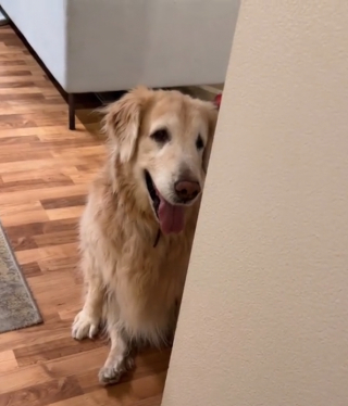 Illustration de l'article : Cette Golden Retriever atteinte de démence trouve du réconfort en jouant à cache-cache avec ses maîtres
