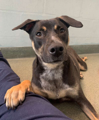 Illustration de l'article : Hantée par ses démons du passé, la « chienne invisible » a besoin de beaucoup d’amour et de patience pour s’épanouir 