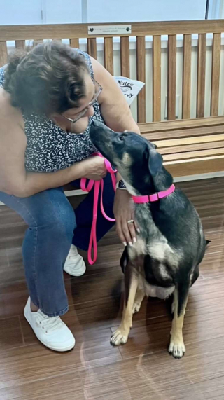 Illustration de l'article : Hantée par ses démons du passé, la « chienne invisible » a besoin de beaucoup d’amour et de patience pour s’épanouir 