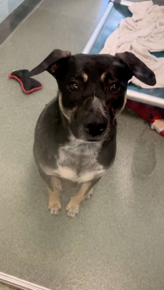 Illustration de l'article : Hantée par ses démons du passé, la « chienne invisible » a besoin de beaucoup d’amour et de patience pour s’épanouir 