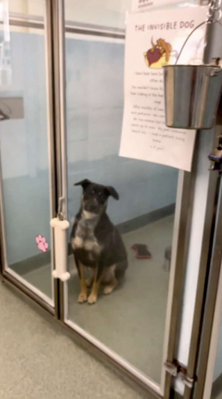 Illustration de l'article : Hantée par ses démons du passé, la « chienne invisible » a besoin de beaucoup d’amour et de patience pour s’épanouir 