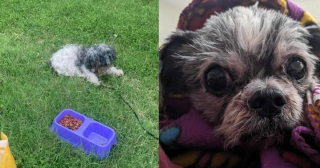 Illustration de l'article : L’histoire de Flora, une chienne séniore gravement malade et abandonnée dans un parc