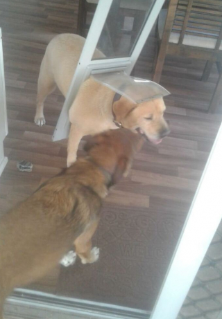 Illustration de l'article : Drax, le Labrador Retriever, comprend qu’il devrait se mettre au régime lorsqu’il veut passer par la trappe pour animaux