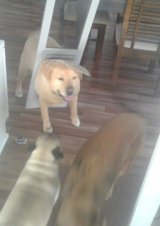 Illustration de l'article : Drax, le Labrador Retriever, comprend qu’il devrait se mettre au régime lorsqu’il veut passer par la trappe pour animaux