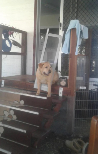 Illustration de l'article : Drax, le Labrador Retriever, comprend qu’il devrait se mettre au régime lorsqu’il veut passer par la trappe pour animaux