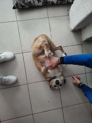 Illustration de l'article : Après avoir passé 11 ans dans un refuge, Pitufo voit enfin son rêve se réaliser