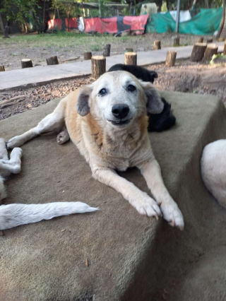 Illustration de l'article : Après avoir passé 11 ans dans un refuge, Pitufo voit enfin son rêve se réaliser