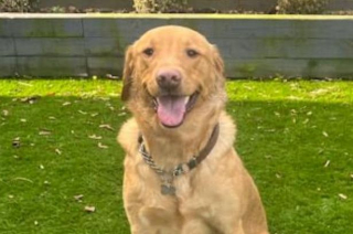 Illustration de l'article : Quand le fidèle compagnon de Kenny, un Labrador Retriever, déjoue son propre kidnapping