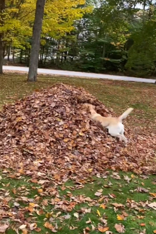 Illustration de l'article : Une chienne de 10 ans retrouve son âme de chiot lorsqu’elle découvre un tas de feuilles (vidéo) 