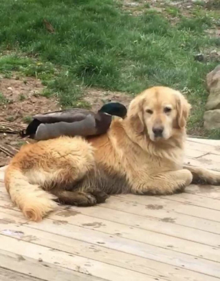 Illustration de l'article : Un Golden Retriever et un canard sauvage se retrouvent tous les jours pour une baignade