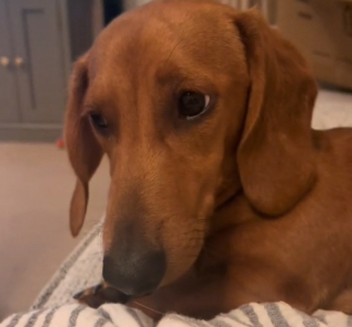 Illustration de l'article : Un Teckel espiègle s’amuse à embêter sa maîtresse avec ses jouets