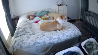 Illustration de l'article : Ce chien reste auprès de ses petites protégées pendant un tremblement de terre (vidéo)