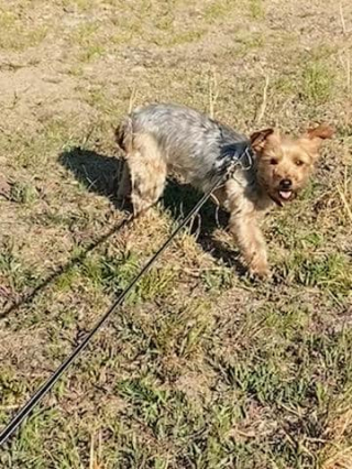 Illustration de l'article : Une chienne se perd et parcourt des kilomètres dans un réseau d’eaux souterraines