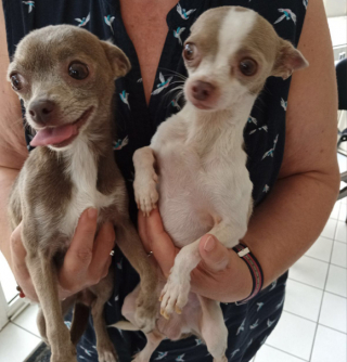 Illustration de l'article : Ils partent en vacances et laissent leurs 2 Chihuahuas dans une cage pendant plus d’une semaine