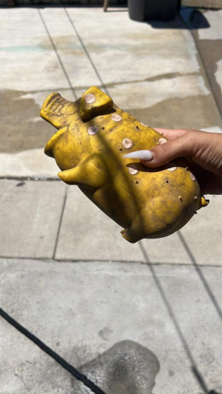 Illustration de l'article : Avant d’être repéré par des sauveteurs, ce chien isolé n’avait pour seul ami qu’un jouet en plastique