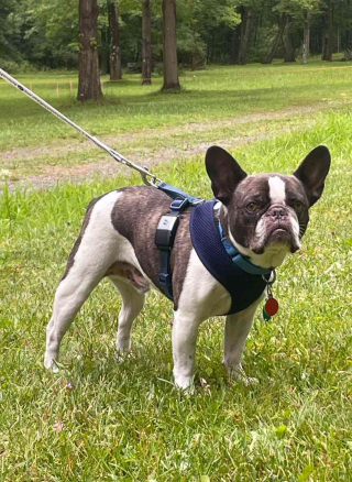 Illustration de l'article : Une seconde chance pour le bouledogue abandonné dans un aéroport par sa maîtresse indigne