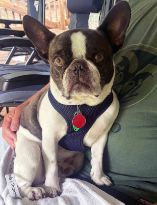 Illustration de l'article : Une seconde chance pour le bouledogue abandonné dans un aéroport par sa maîtresse indigne