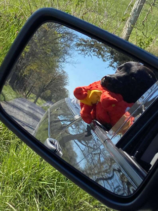 Illustration de l'article : Des vents violents font décoller un Labrador de 30 kilos devant les yeux ébahis de ses maîtres